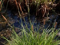 Carex elata 50, Stijve zegge, Saxifraga-Ed Stikvoort