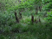 Carex elongata 27, Elzenzegge, Saxifraga-Hans Boll