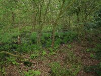 Carex elongata 44, Elzenzegge, Saxifraga-Hans Boll