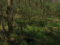 Carex elongata 59, Elzenzegge, Saxifraga-Hans Boll