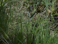 Carex ericetorum 10, Heidezegge, Saxifraga-Willem van Kruijsbergen