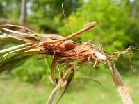 Carex ericetorum 7, Heidezegge, Saxifraga-Rutger Barendse