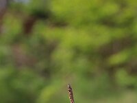 Carex ericetorum 8, Heidezegge, Saxifraga-Jeroen Willemsen