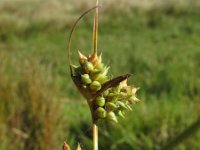 Carex extensa 2, Kwelderzegge, Saxifraga-Rutger Barendse