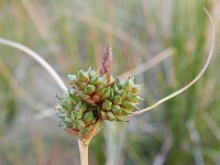 Carex extensa 20, Kwelderzegge, Saxifraga-Rutger Barendse