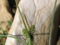 Carex extensa 5, Kwelderzegge, Saxifraga-Jasenka Topic