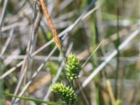 Carex extensa 6, Kwelderzegge, Saxifraga-Jasenka Topic