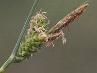Carex extensa 8, Kwelderzegge, Saxifraga-Peter Meininger