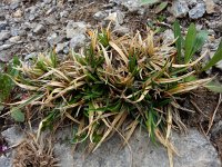 Carex firma 1, Saxifraga-Ed Stikvoort