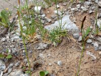 Carex firma 3, Saxifraga-Ed Stikvoort