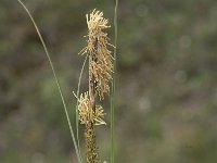 Carex flacca 11, Zeegroene zegge, Saxifraga-Jan van der Straaten