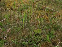 Carex flacca 29, Zeegroene zegge, Saxifraga-Hans Boll