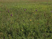 Carex flacca 33, Zeegroene zegge, Saxifraga-Hans Boll