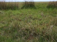 Carex flacca 35, Zeegroene zegge, Saxifraga-Hans Boll