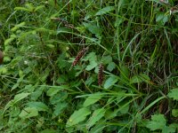 Carex flacca 43, Zeegroene zegge, Saxifraga-Ed Stikvoort