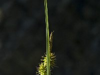 Carex flava 1, Gele zegge, Saxifraga-Jan van der Straaten