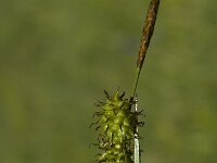 Carex flava 4, Gele zegge, Saxifraga-Marijke Verhagen
