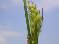 Carex hirta 1, Ruige zegge, Saxifraga-Peter Meininger