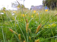 Carex hirta 15, Ruige zegge, Saxifraga-Ed Stikvoort