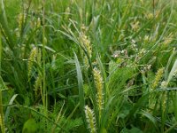 Carex hirta 16, Ruige zegge, Saxifraga-Ed Stikvoort