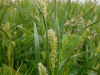 Carex hirta 17, Ruige zegge, Saxifraga-Ed Stikvoort
