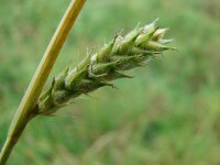 Carex hirta 3, Ruige zegge, Saxifraga-Jasenka Topic