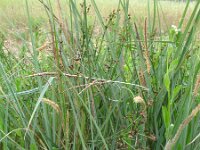 Carex hispida 5, Saxifraga-Rutger Barendse
