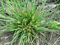 Carex hordeistichos 2, Saxifraga-Jan Willem Jongepier