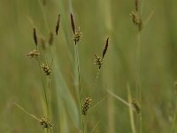 Carex hostiana 11, Blonde zegge, Saxifraga-Bas Klaver