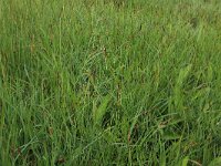 Carex hostiana 15, Blonde zegge, Saxifraga-Hans Boll