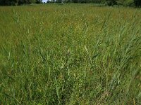 Carex hostiana 17, Blonde zegge Saxifraga-Hans Boll