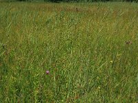 Carex hostiana 18, Blonde zegge, Saxifraga-Hans Boll