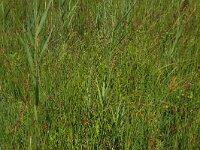 Carex hostiana 19, Blonde zegge, Saxifraga-Hans Boll