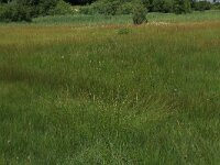 Carex hostiana 24, Blonde zegge, Saxifraga-Hans Boll