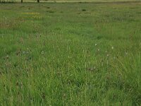 Carex hostiana 29, Blonde zegge, Saxifraga-Hans Boll