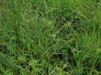 Carex hostiana 31, Blonde zegge, Saxifraga-Hans Boll