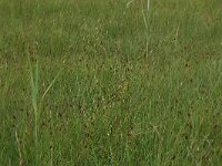 Carex hostiana 32, Blonde zegge, Saxifraga-Hans Boll