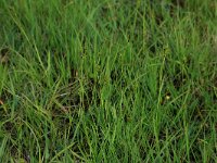 Carex hostiana 34, Blonde zegge, Saxifraga-Hans Boll