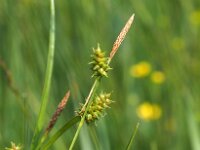 Carex hostiana 38, Blonde zegge, Saxifraga-Hans Dekker