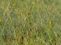 Carex hostiana 39, Blonde zegge, Saxifraga-Mark Zekhuis