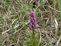 Carex hostiana 5, Blonde zegge, Saxifraga-Hans Boll