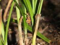Carex intumescens 1, Saxifraga-Rutger Barendse,