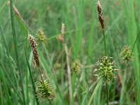 Carex lepidocarpa 2, Schubzegge, Saxifraga-Jan Willem Jongepier