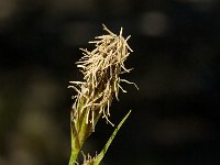 Carex liparocarpos 1, Saxifraga-Jan van der Straaten