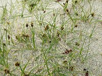 Carex martima 2, Saxifraga-Hans Grotenhuis