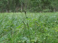 Carex melanostachya 4, Saxifraga-Rutger Barendse