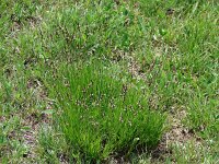 Carex montana 5, Saxifraga-Jasenka Topic