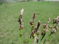 Carex montana 7, Saxifraga-Jasenka Topic
