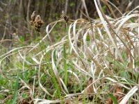 Carex montana 9, Saxifraga-Rutger Barendse