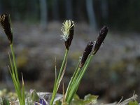 Carex montana 1, Saxifraga-Jan van der Straaten
